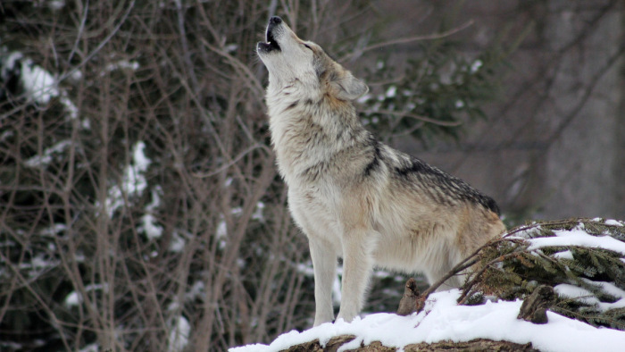 Európában már nem szigorúan védett állat a farkas