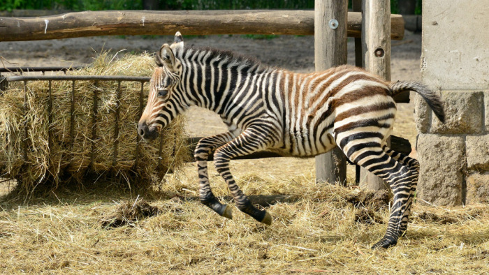 Már látható az újszülött zebracsikó a fővárosi állatkertben - képek