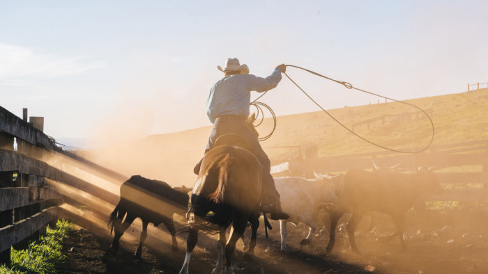 Lasszóval fékezte meg a cowboy a riadt tehenet egy michigani autópályán – videó