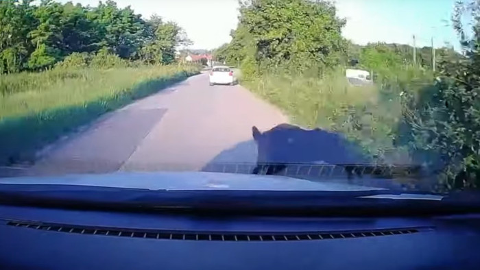 Esélye sem volt a sofőrnek, amikor jött a vaddisznó - videó