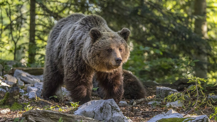 Nemzeti parkban láttak medvét, figyelmeztették a kirándulókat - fotó