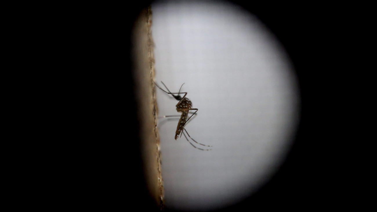 Guatemalaváros, 2016. február 2.A zikavírust terjesztő egyiptomi csípőszúnyog (Aedes aegypti) egyik példánya a guatemalai főváros, Guatemalaváros járványügyi intézetében 2016. február 1-jén. Ezen a napon az Egészségügyi Világszervezet, a WHO globális egészségügyi vészhelyzetet hirdetett a zikaláz miatt. (MTI/EPA/Esteban Biba)