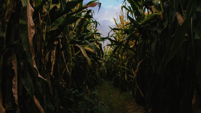 Mesés kincset rejtett a kukoricaföld – videó
