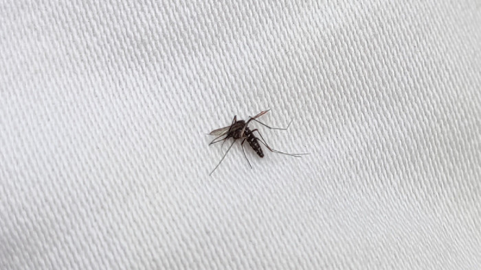 Befejezték a szúnyogokkal szembeni harcot