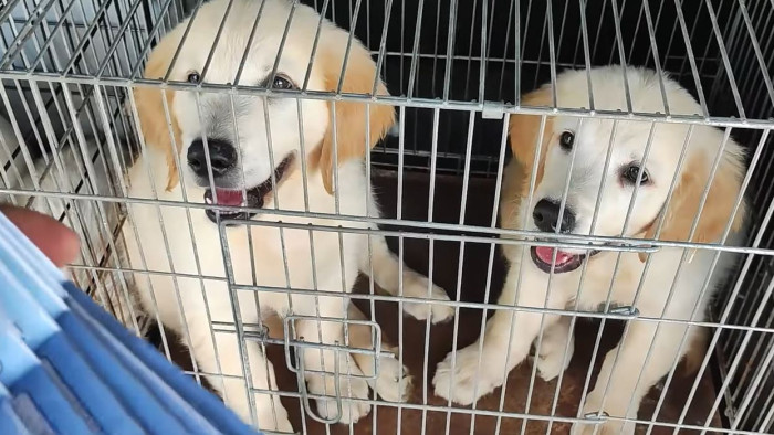 Rutinellenőrzés leplezte le a kutyacsempészt – videó