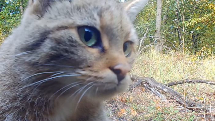 Belenézett a kamerába a börzsönyi vadmacska, gyönyörű videó készült