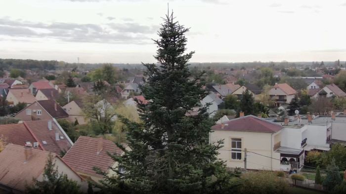 Ez a fa lesz idén az Ország Karácsonyfája - videó