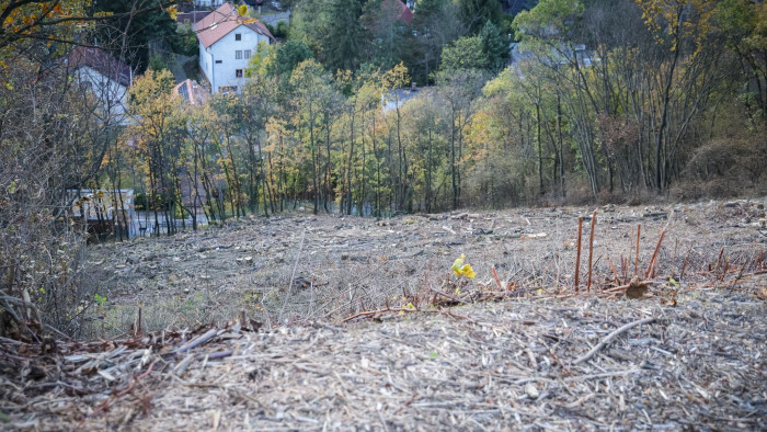 Tarra vágtak egy erdőt Budapest egyik legszebb részén