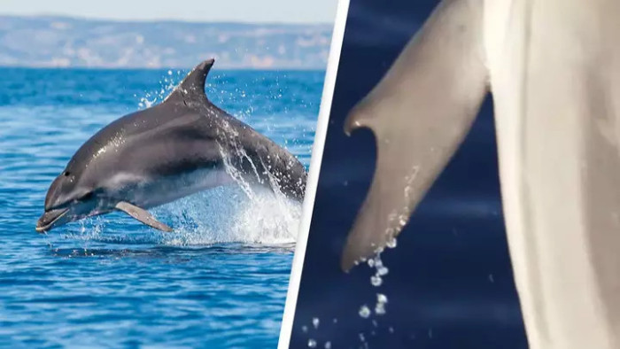 Hüvelykujjas delfint fedeztek fel a Korinthoszi-öbölben – videó
