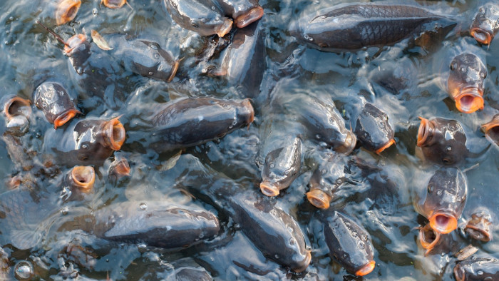 Hiába nagyobb a kereslet a hal iránt, közepes évet zárt az ágazat
