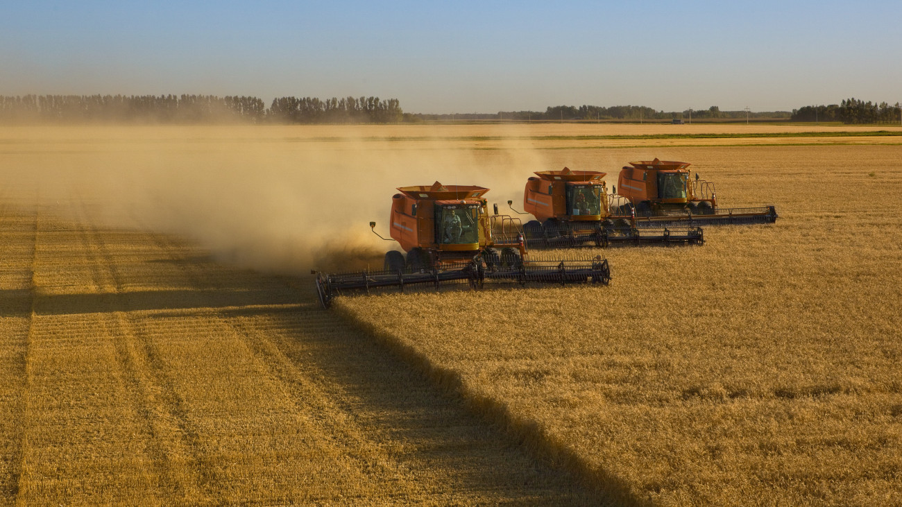 Three combines guided by GPS technology, harvest wheat in close formation.