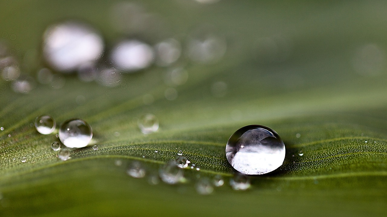 páracsepp vízcsepp levél növény időjárás eső