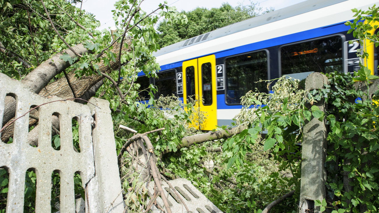 Vasúti területre dőlt fák Alsógöd vasútállomásnál 2020. augusztus 30-án, az előző esti hatalmas vihar után.