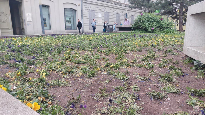 Letarolták a Deák téri virágágyást a pénzért marakodó emberek - fotók