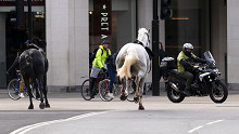 Elszabadult, a forgalomban vágtázó lovak okoztak pánikot Londonban - videók