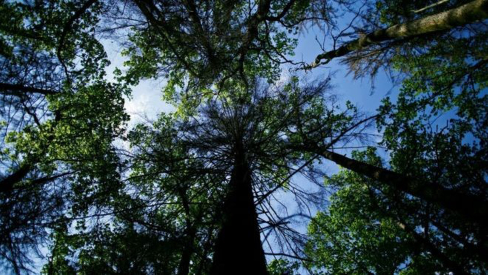 Veszélyben Európa egyik legősibb erdője