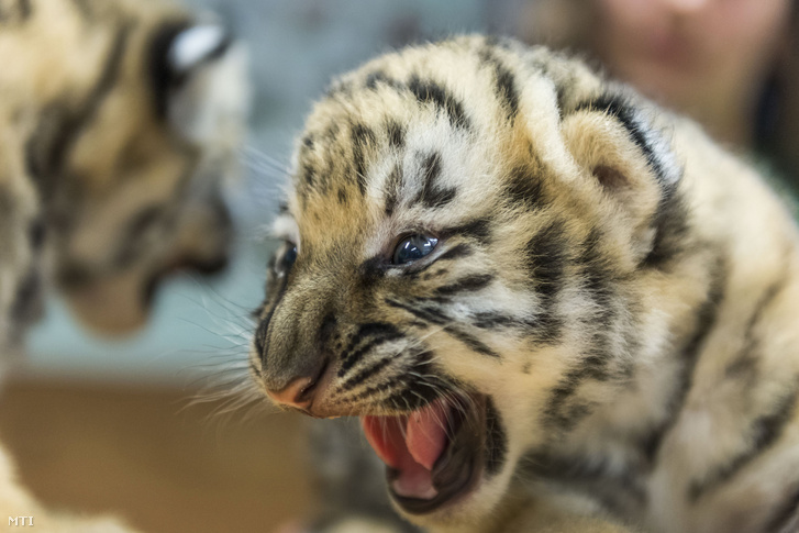 Félelmetesen cukik a kéthetes szibériai tigrisek Veszprémben - fotó