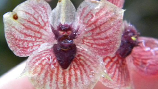 Ördögfejű, karomszirmú az új orchideafaj