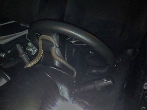 Kígyószerű állat sokkolta a budapesti autóst, a kormányon tekergett - fotó