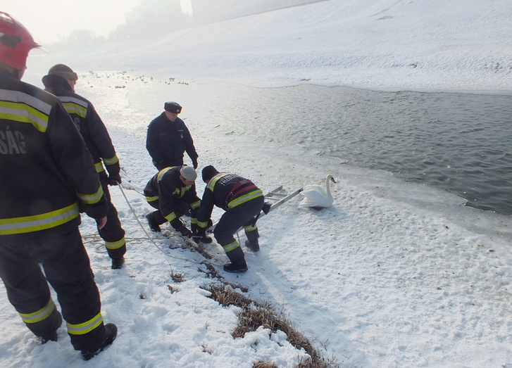 Csákánnyal vágták ki a tűzoltók a Zagyva jegéből a hattyút - fotók