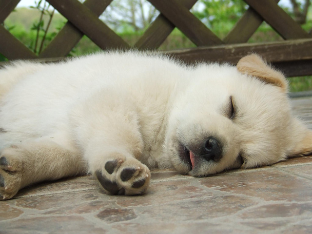 Alvással és játékkal tanulnak a legkönnyebben a kutyák