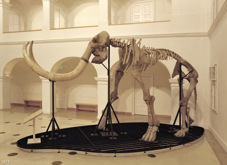 Génjeikben halálra voltak ítélve a mamutok