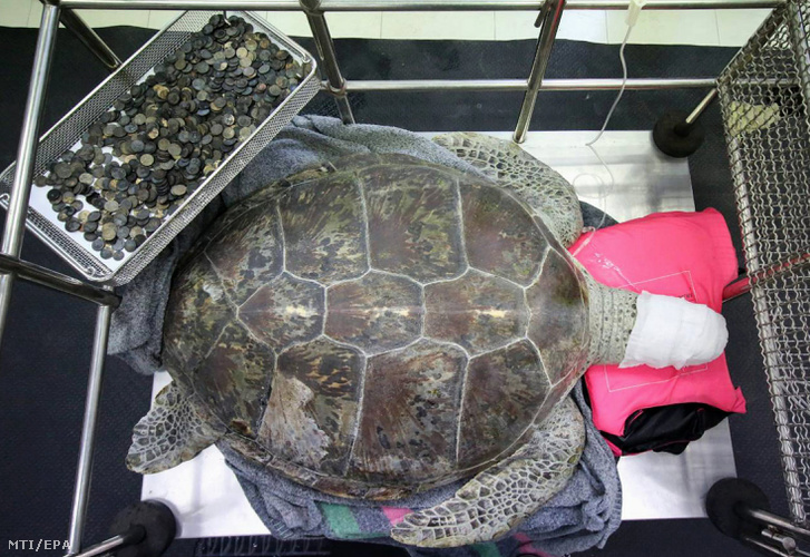 Elképesztő: 915 érmét vágtak ki ennek a teknősnek a gyomrából