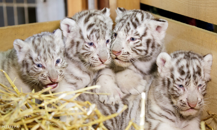 Négy fehér tigriskölyök született Ausztráliában