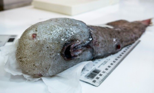 Horrorfilmbe illő szörnyhalakat fedeztek fel tudósok