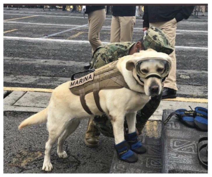 A hős kutya, akit sztárrá tett a mexikói földrengés