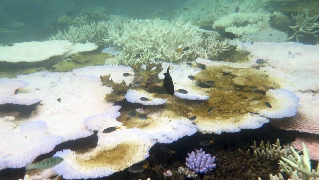 Gyorssegély az ausztrál Nagy-korallzátonynak