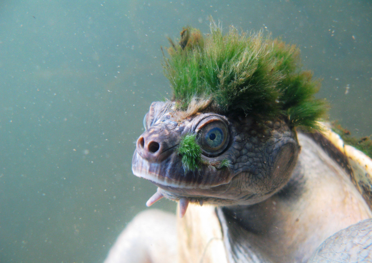 2018. április 13.
A Londoni Állattani Társaság által 2018. április 13-án közreadott dátummegjelölés nélküli kép az ausztráliai Mary folyó medencéjének oxigénben gazdag vizeiben élő zöld hajú teknősről. A Mary folyói teknős, amelynek  hátát és fejét rendszerint benövi az alga, felkerült az evolúciós szempontból sajátos és globálisan veszélyeztetett hüllők 30-as listájára. (MTI/EPA/Londoni Állattani Társaság/Chris Van Wyk)
