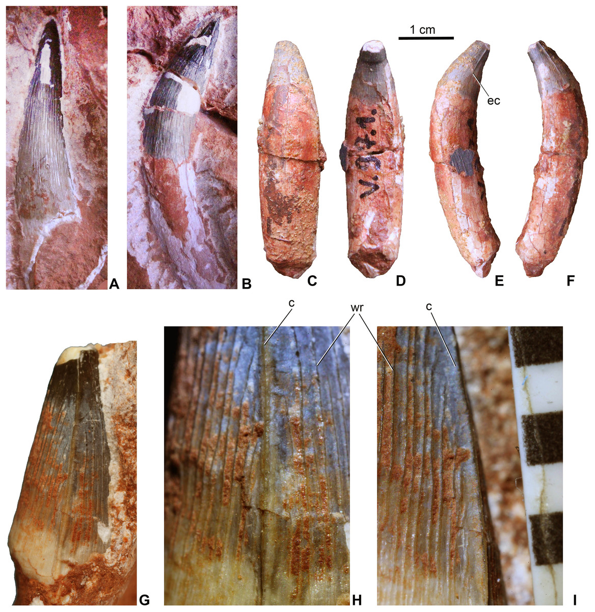 A Gerecsében talált őskrokodil, a Magyarosuchus fitosi fogai (forrás: peerj.com)
