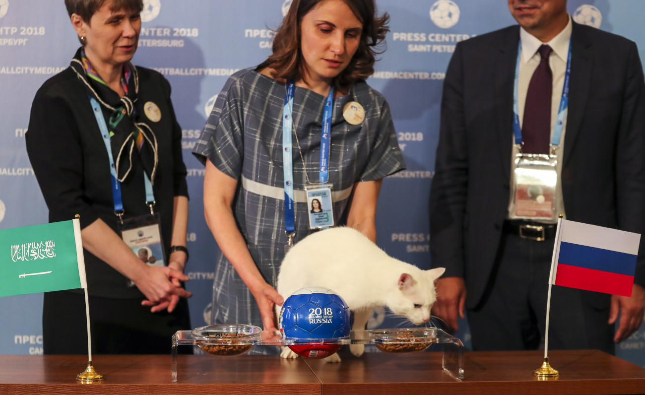 Szentpétervár, 2018. június 13.Achilles, az Ermitázs macskája az oroszok győzelmét veíti előre a 2018-as labdarúgó-világbajnokságot megnyitó Oroszország - Szaúd-Arábia mérkőzés előtti napon, 2018. június 13-án Szentpéterváron. A szervezők a jósláshoz használt állat eledelválasztásából következtettek a leendő győztesre. (MTI/EPA/Georgi Licovszki)