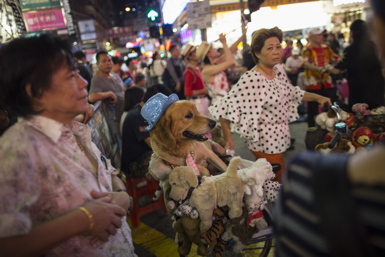 Hongkong, 2018. augusztus 8.
A 2018. július 28-i képen kerékpár kosarában fekszik egy kutya a Szaj Jung Csoj sétálóutcában, Hongkong Mongkok nevű bevásárlónegyedében. Az utcazenészekről és amatőr előadásokról közismert, mintegy fél kilométer hosszú utca tizennyolc éven át hétvégenként turisták ezreit vonzotta, mert szombaton délután 4 és este 10 óra között, vasárnap és ünnepnapokon pedig déltől este tízig megszűnt rajta az autóforgalom. A zajra és a zsúfoltságra panaszkodó helyi lakók és üzlettulajdonosok nyomására a városigazgatás 2010 és 2014 között többször is rövidített a gyalogos órákon, végül 2018 májusában a kerületi tanács határozatban rendelte el az előadói zóna felszámolását, és július 30-i hatállyal visszaadta a buliutcát a zavartalan gépjárműforgalomnak. (MTI/EPA/Jerome Favre)