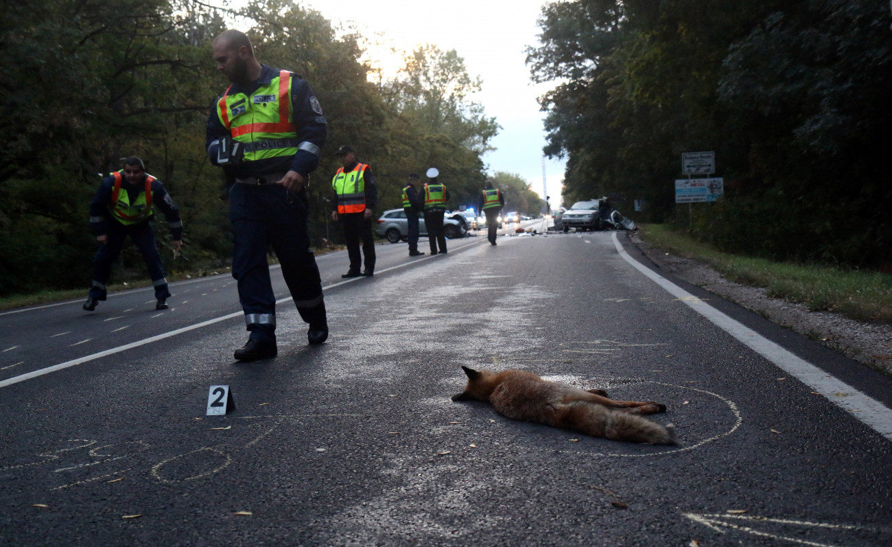 Tiszaújváros, 2018. október 3.
Rókatetem egy baleset helyszínén 2018. október 3-án, a 35-ös főút Debreceni úti szakaszán, ahol két személyautó összeütközött. Egy ember a helyszínen meghalt.
MTI Fotó: Vajda János