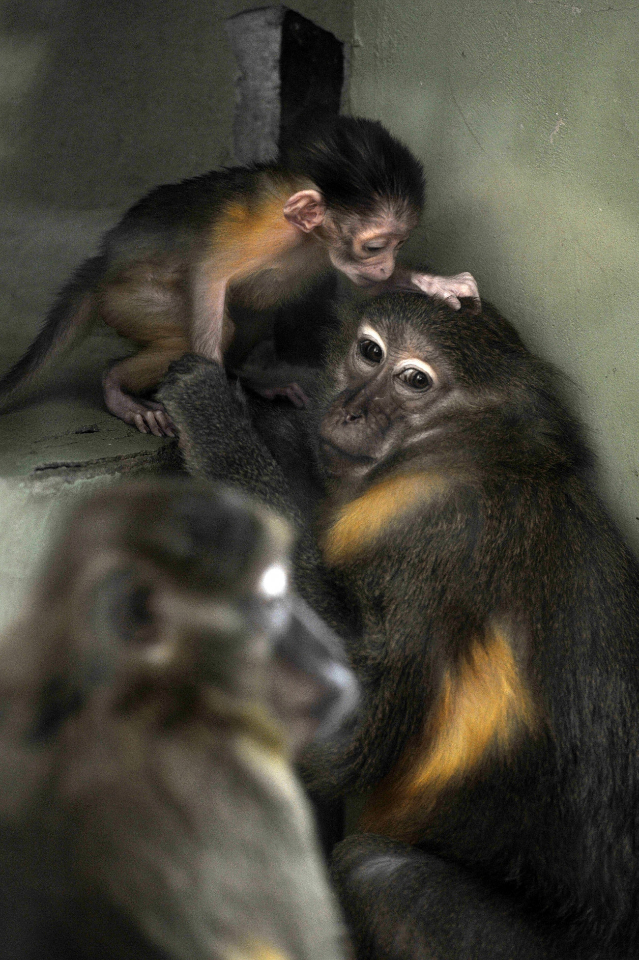 Budapest, 2018. november 9.
Aranyhasú mangábé (Cercocebus chrysogaster) 2018. október 22-én született kölykével a Fővárosi Állat- és Növénykertben november 9-én. A majomfaj rendkívüli ritkaságnak számít, a világ több ezer állatkertje közül mindössze tizenkettőben láthatók.
MTI/Kovács Attila