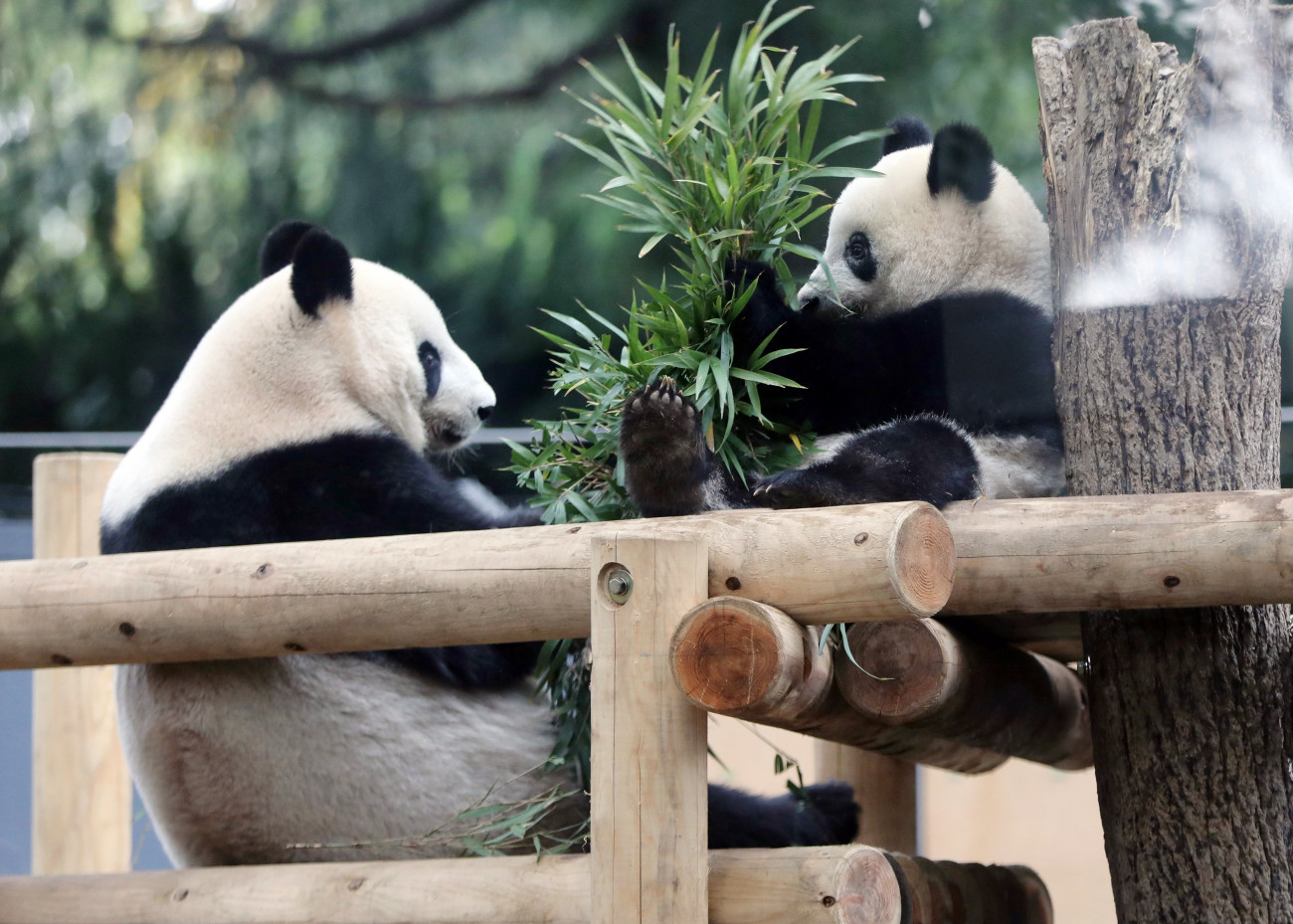 Sin Sin (b) és tizenöt hónapos kölyke, Hsziang Hsziang bambuszt rágcsál az óriáspandák kifutójában, a tokiói Ueno Állatkertben 2018. november 12-én.