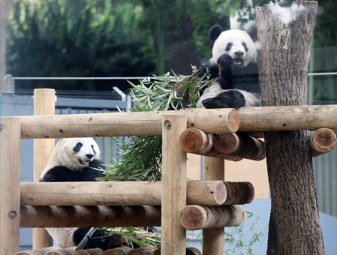 Sin Sin (b) és tizenöt hónapos kölyke, Hsziang Hsziang bambuszt rágcsál az óriáspandák kifutójában, a tokiói Ueno Állatkertben 2018. november 12-én.