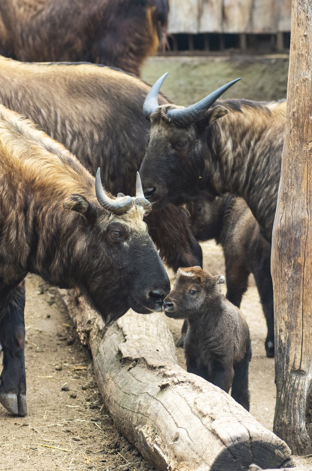 Nyíregyháza, 2019. március 7.
Kétnapos mishmi takin (Budorcas taxicolor) a Nyíregyházi Állatparkban 2019. március 7-én. A rendszertanilag a kecskefélékhez tartozó, megjelenésében inkább kis termetű szarvasmarhára emlékeztető takint 2009 óta tartja az állatpark. Az eddig egy ivarérett hímből, két ivarérett nőstényből és két borjúból álló csordában - két hónap eltéréssel - két utód is született.
MTI/Balázs Attila