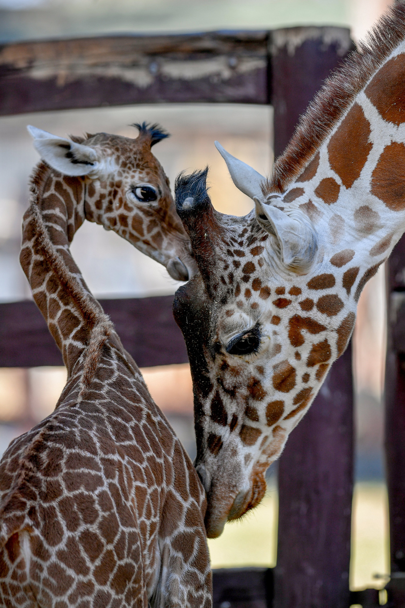 A debreceni állatkert két és félhetes recés zsiráfcsikója (Giraffa camelopardalis reticulata) anyja, Emma mellett.
MTI/Czeglédi Zsolt