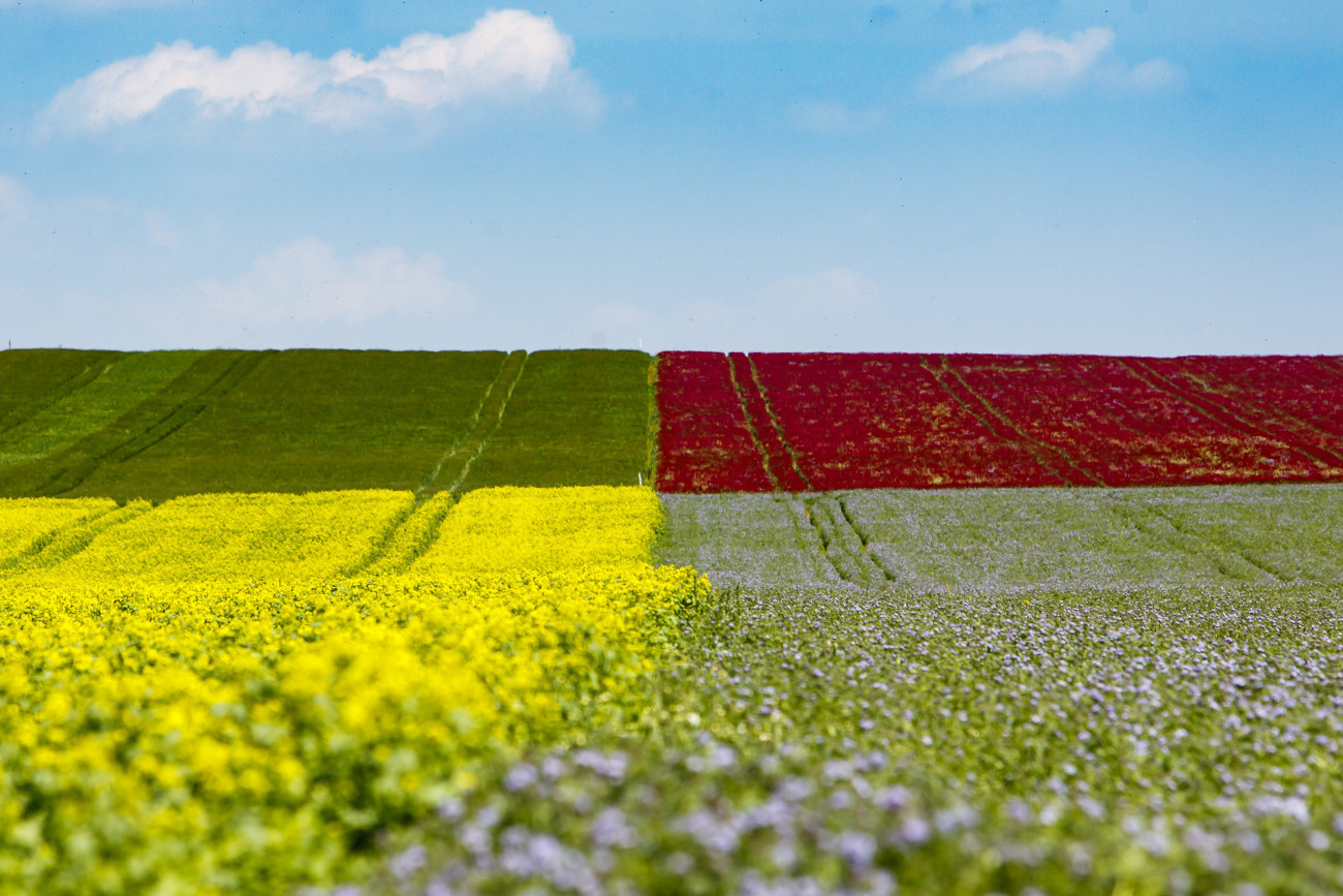 Virágzó vöröshere, sárga repce és kék facélia Nemesvámos közelében 2019. május 26-án.
MTI/Varga György