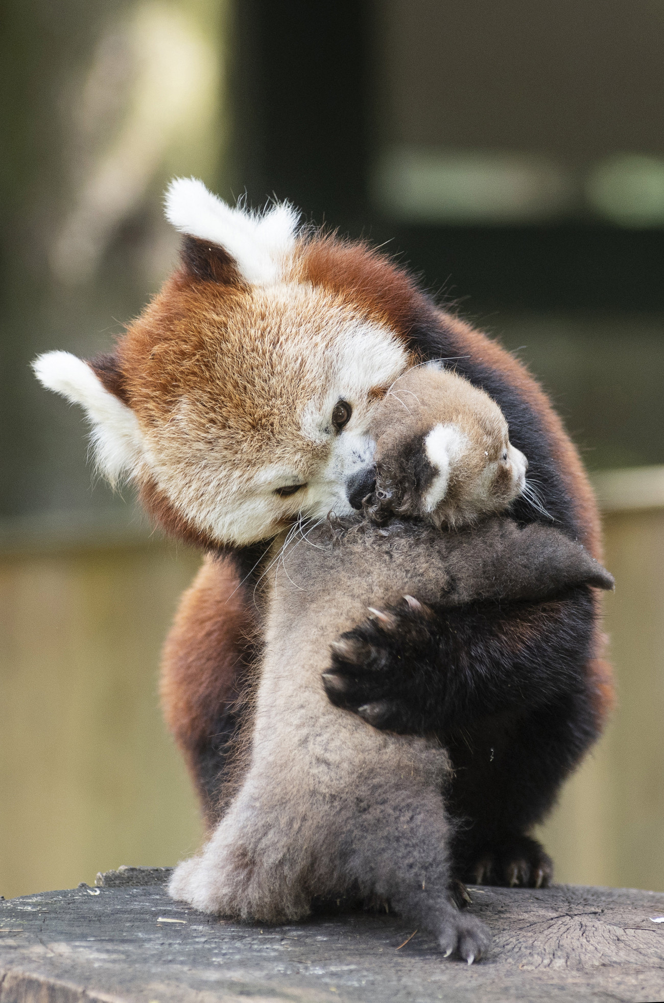 Nyíregyháza, 2019. augusztus 2.
Hathetes vörös macskamedvekölyök, más néven kis panda (Ailurus fulgens) anyjával a Nyíregyházi Állatparkban 2019. augusztus 2-án. A kis pandaikreket a látogatók két hét múlva láthatják. A Himalája mérsékelt övi erdőiben, Bhután, Kína, India, Laosz, Mianmar és Nepál területén élő faj mindenütt védelmet élvez, a Természetvédelmi Világszövetség a súlyosan veszélyeztetett kategóriába sorolta.
MTI/Balázs Attila