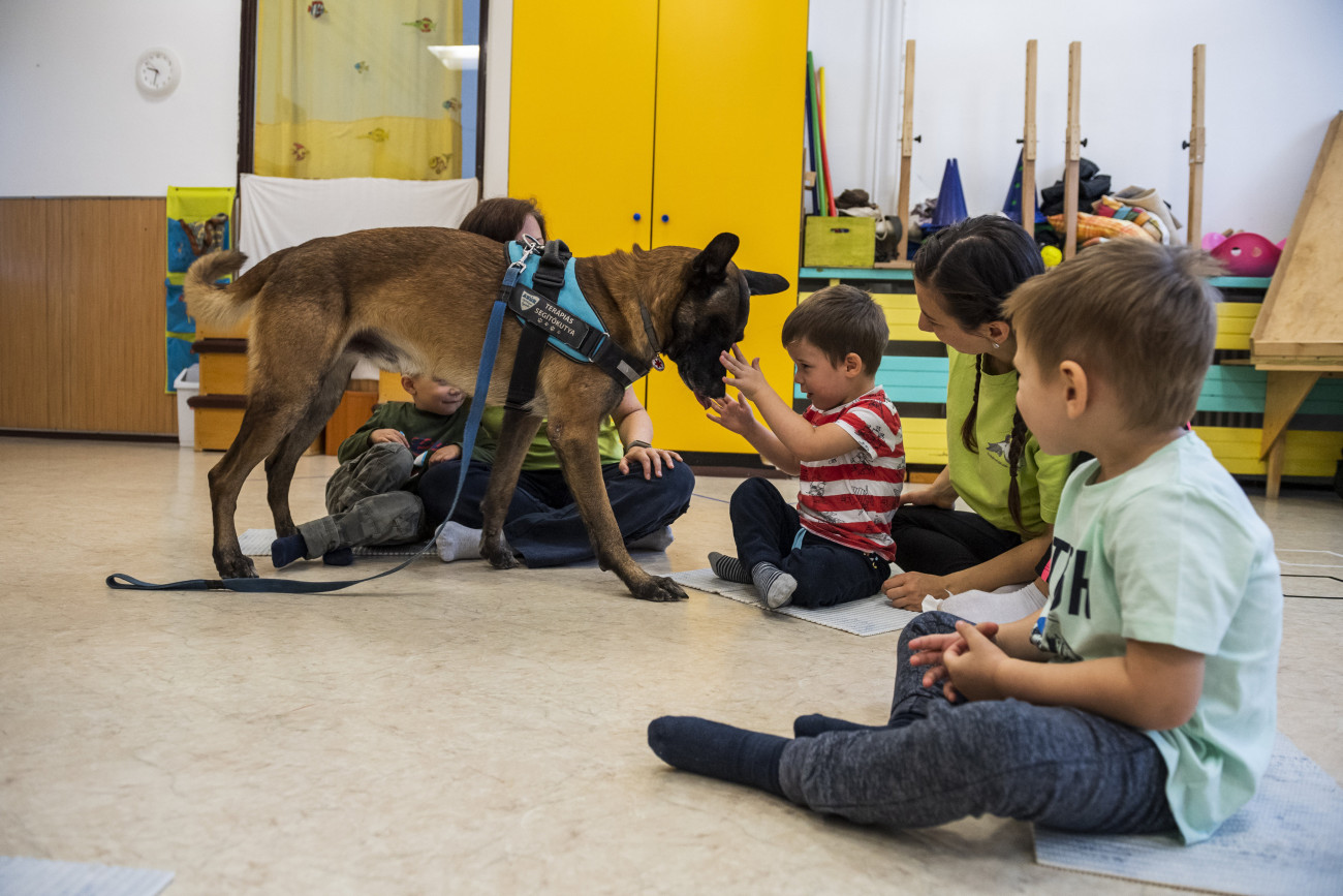 Budapest, 2019. október 7.
Zen, a hatéves malinois fajtájú vizsgázott terápiás és mentőkutya sajátos nevelési igényű gyerekek kutyaterápiás foglalkozásán a kőbányai Fecskefészek Bölcsődében 2019. október 4-én. A franciaországi Villejust-ben rendezett 25. IRO Mentőkutya Világbajnokságon romkutatás versenyszámban a Fővárosi Katasztrófavédelmi Igazgatóság színeiben versenyző, Pannon Kutyás Kutató-Mentő Csapat tagja, Belényi Beatrix és kutyája, Zen lett a győztes.
MTI/Mónus Márton