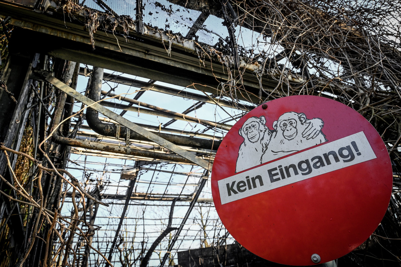 Krefeld, 2020. január 1.
A szilveszter éjszakáján leégett majomház üszkös maradványai a németországi Krefeld állatkertjében 2020. január 1-jén. A lángokban több mint harminc állat pusztult el, köztük csimpánzok, orángutánok és két idősebb gorilla is.
MTI/EPA/Sascha Steinbach