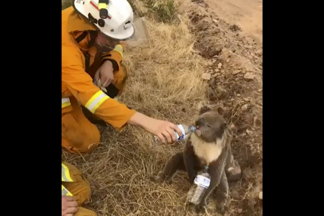 Az Oakbank Balhannah CFS által közreadott képen szomjazó koalát itat palackból egy tűzoltó a Dél-Ausztrália állambeli Cudlee Creekben 2019. december 22-én. Az utóbbi évtizedek legsúlyosabb bozóttüzei pusztítanak Ausztráliában, és rendkívüli hőhullámtól szenved az ország. MTI/AP/Oakbank Balhannah CFS
