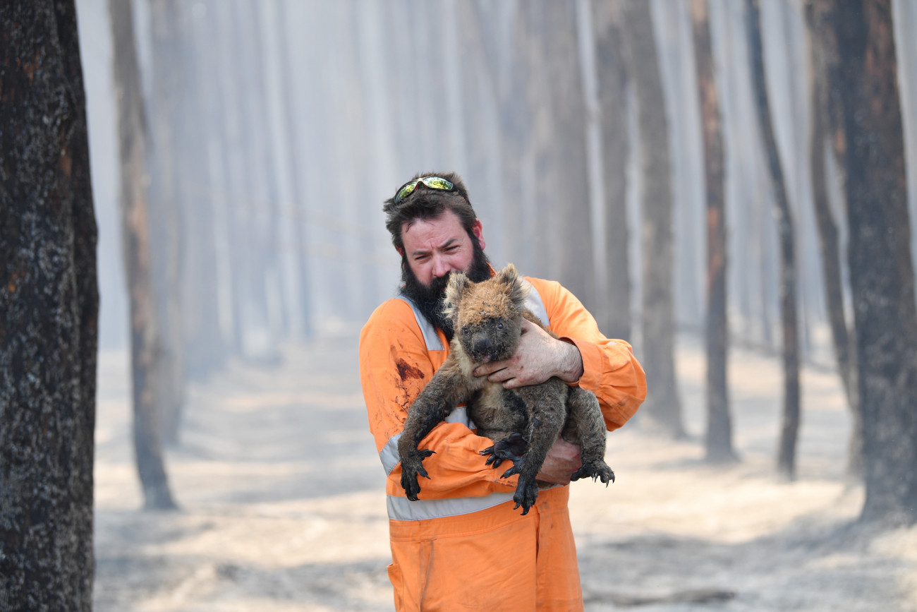 Simon Adamczyk állatmentő egy koalával a kezében a Kenguru-szigeten fekvő Cape Borda kiégett erdejében. MTI/EPA/AAP/David Mariuz