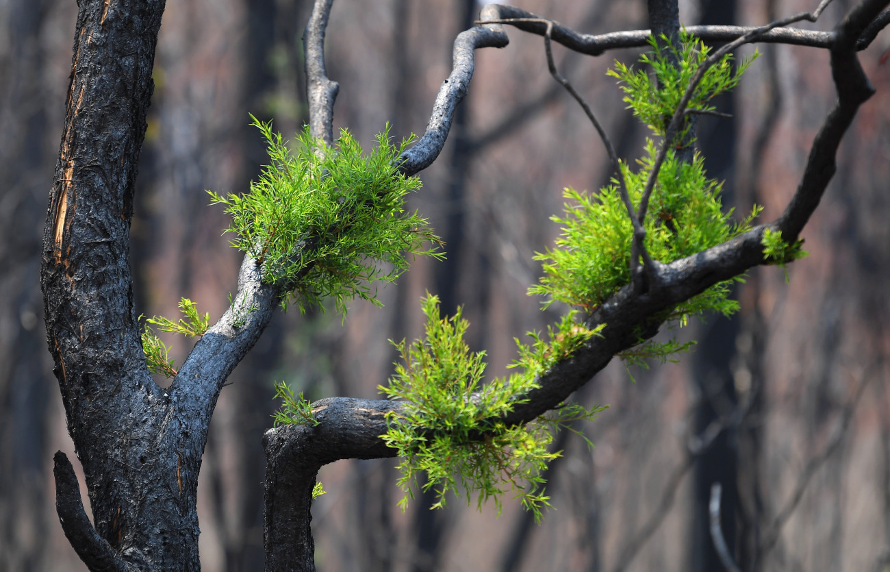 Friss hajtások egy bozóttűzben megégett fán, az új-dél-walesi Kulnurában 2020. január 15-én.
MTI/AAP/Joel Carrett
