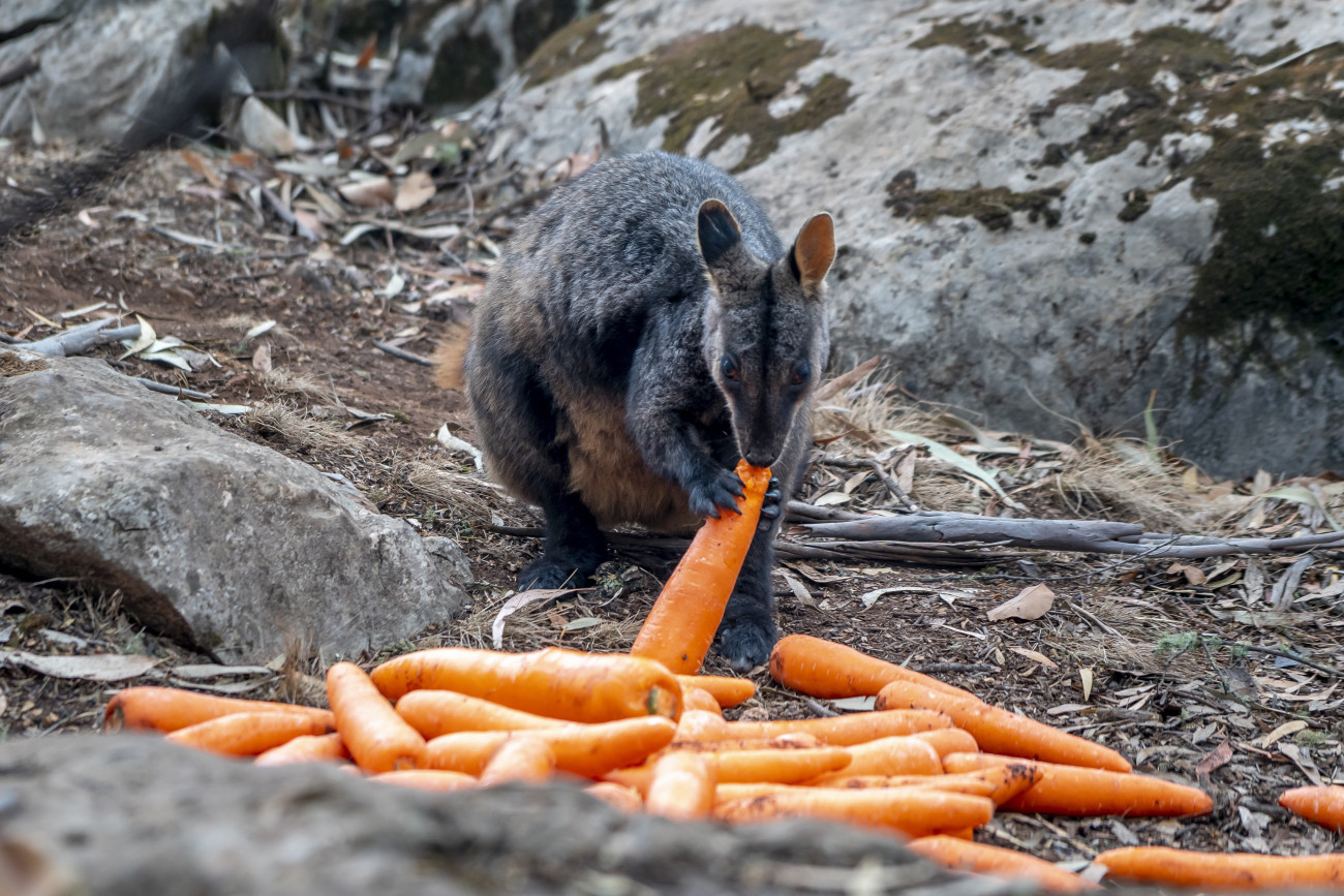 Ausztrália, 2020. január 13.
Az Új-dél-walesi Nemzeti Parkok és Vadvédelmi Szolgálat által közreadott képen helikopterről ledobott sárgarépát eszik a bozóttüzek miatt veszélyhelyzetbe került egyik Bennett-féle wallaby, azaz törpe kenguru az ausztráliai Új-Dél-Walesben 2020. január 11-én. A tagállamban több ezer sárgarépát és édesburgonyát dobnak le a bajba jutott állatok táplálására.
MTI/EPA