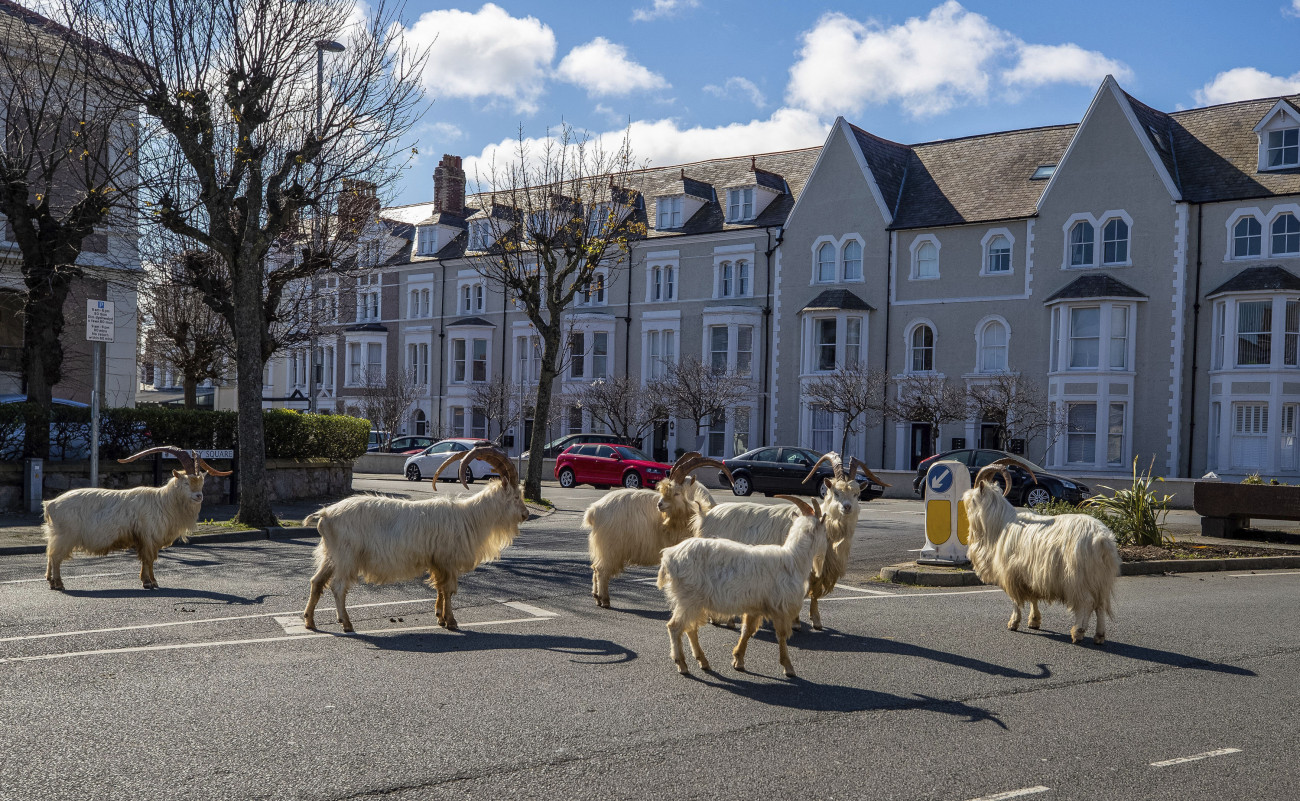 Llandudno, 2020. március 31.
Kecskenyáj kószál a koronavírus-járvány miatt elrendelt kijárási korlátozás következtében kihalt utcákon, az észak-walesi Llandudnóban 2020. március 31-én.
MTI/AP/PA/Pete Byrne